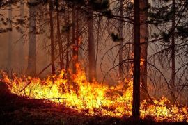 Общие требования пожарной безопасности в лесах