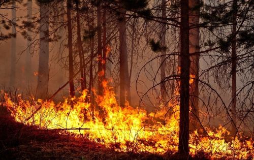 Общие требования пожарной безопасности в лесах